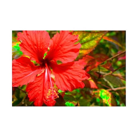 Don Spears 'Red Hibiscus' Canvas Art,22x32